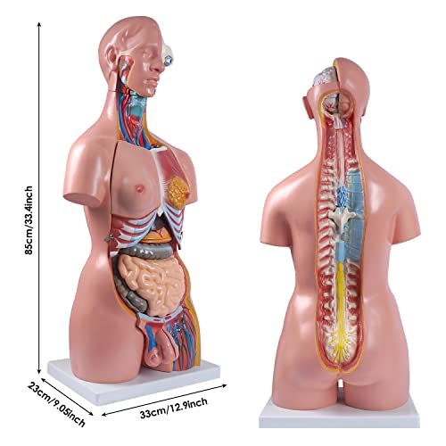 breesky Human Body Model Anatomy Torso Life Size Unisex Doll Medical Torso 23 Removable Parts 33.4 inch Education Organs Model for Medical Students Science Learning Study