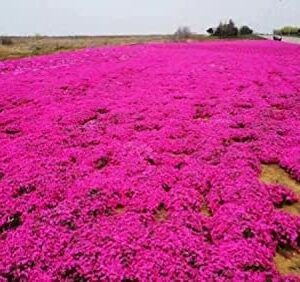 2000+ Red Creeping Thyme Seeds for Planting Thymus Serpyllum - Heirloom Ground Cover Plants Easy to Plant and Grow - Open Pollinated