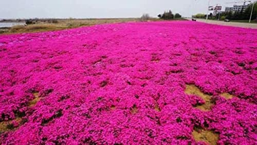 2000+ Red Creeping Thyme Seeds for Planting Thymus Serpyllum - Heirloom Ground Cover Plants Easy to Plant and Grow - Open Pollinated