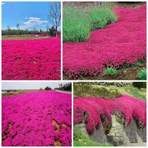 2000+ red creeping thyme seeds for planting thymus serpyllum - heirloom ground cover plants easy to plant and grow - open pollinated