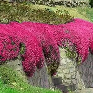 2000+ Red Creeping Thyme Seeds for Planting Thymus Serpyllum - Heirloom Ground Cover Plants Easy to Plant and Grow - Open Pollinated