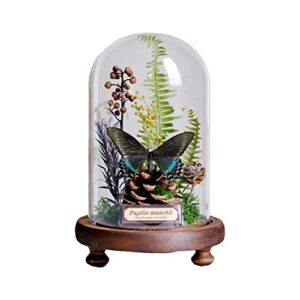 cxuemh miniature landscape natural plants and real butterfly specimen with glass cover biology science children education home & office desktop decor for friends
