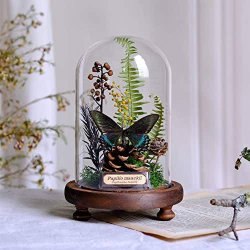 CXUEMH Miniature Landscape Natural Plants and Real Butterfly Specimen with Glass Cover Biology Science Children Education Home & Office Desktop Decor for Friends