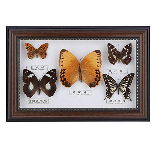 Specimen Craft Frame Real Butterfly Specimen Frame, 5 Real Butterflies Specimen Frame for Decor Ornament and Educational Demonstration Prop Gift Birthday, Butterfly Specimen Collection (Black frame)