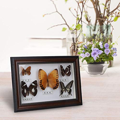 Specimen Craft Frame Real Butterfly Specimen Frame, 5 Real Butterflies Specimen Frame for Decor Ornament and Educational Demonstration Prop Gift Birthday, Butterfly Specimen Collection (Black frame)