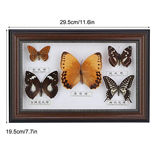 Specimen Craft Frame Real Butterfly Specimen Frame, 5 Real Butterflies Specimen Frame for Decor Ornament and Educational Demonstration Prop Gift Birthday, Butterfly Specimen Collection (Black frame)