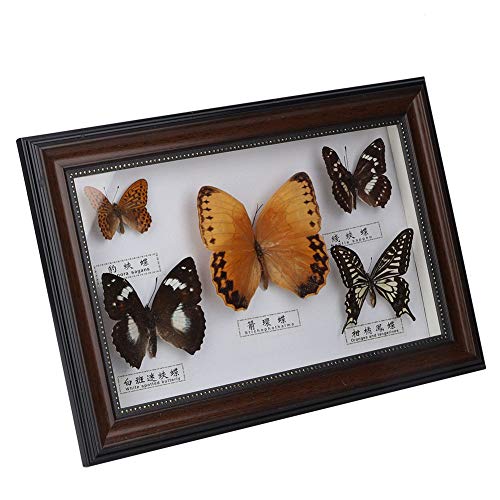 Specimen Craft Frame Real Butterfly Specimen Frame, 5 Real Butterflies Specimen Frame for Decor Ornament and Educational Demonstration Prop Gift Birthday, Butterfly Specimen Collection (Black frame)