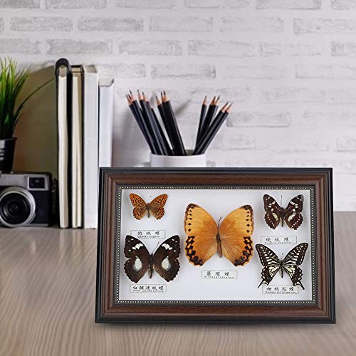 Specimen Craft Frame Real Butterfly Specimen Frame, 5 Real Butterflies Specimen Frame for Decor Ornament and Educational Demonstration Prop Gift Birthday, Butterfly Specimen Collection (Black frame)
