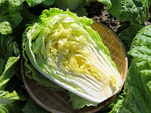 Gaea's Blessing Seeds - Chinese Cabbage Seeds - Michihili Heirloom - Non-GMO Seeds with Easy to Follow Planting Instructions - Open-Pollinated High Yield Heirloom 94% Germination Rate