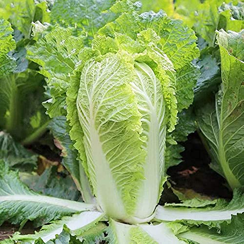 Gaea's Blessing Seeds - Chinese Cabbage Seeds - Michihili Heirloom - Non-GMO Seeds with Easy to Follow Planting Instructions - Open-Pollinated High Yield Heirloom 94% Germination Rate