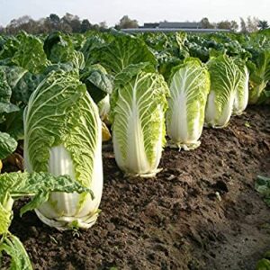 Gaea's Blessing Seeds - Chinese Cabbage Seeds - Michihili Heirloom - Non-GMO Seeds with Easy to Follow Planting Instructions - Open-Pollinated High Yield Heirloom 94% Germination Rate