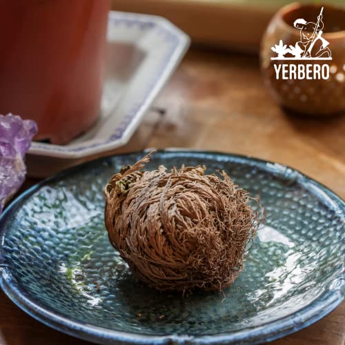 Yerbero - 3 Piece Bundle Rose of Jericho Dried Flower | Selaginella Lepidophylla | Resurrection Plant | 3 Medium Size Roses | Abundance, Prosperity, Sacred Doradilla Plant