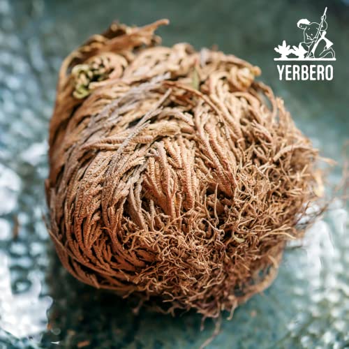 Yerbero - 3 Piece Bundle Rose of Jericho Dried Flower | Selaginella Lepidophylla | Resurrection Plant | 3 Medium Size Roses | Abundance, Prosperity, Sacred Doradilla Plant