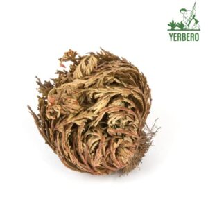 Yerbero - 3 Piece Bundle Rose of Jericho Dried Flower | Selaginella Lepidophylla | Resurrection Plant | 3 Medium Size Roses | Abundance, Prosperity, Sacred Doradilla Plant