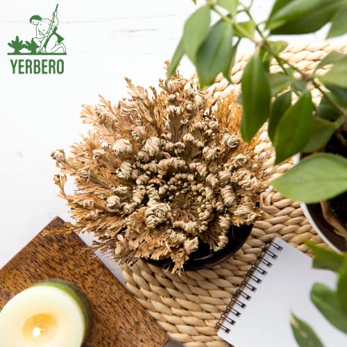 Yerbero - 3 Piece Bundle Rose of Jericho Dried Flower | Selaginella Lepidophylla | Resurrection Plant | 3 Medium Size Roses | Abundance, Prosperity, Sacred Doradilla Plant