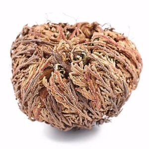 Yerbero - 3 Piece Bundle Rose of Jericho Dried Flower | Selaginella Lepidophylla | Resurrection Plant | 3 Medium Size Roses | Abundance, Prosperity, Sacred Doradilla Plant