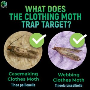 Clothes Moth Traps with Pheromones and Free Cedar Blocks Moth Repellent - Moth Traps for Clothes - Clothing Moth Traps with Pheromones - Closet Moth Traps for House - How to Get Rid of Moths in House