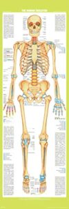 laminated long human skeleton anterior anatomy vertical chart body front skeletal muscular system spine classroom nursing student essentials medical supply educational poster dry erase sign 24x72