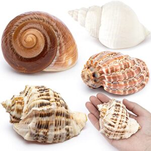 deauepu® premium hermit crab shells 4pcs (4 types) | good for large hermit crabs | opening size: 1.5"-2.5", seashell size: 3"-3.5" | hermit crab house for décor | no paint or dye
