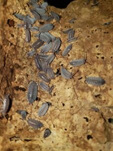 combo pack- 20 powder blue isopods and 8 oz springtail culture