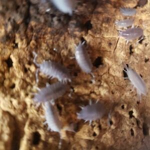 Combo Pack- 20 Powder Blue Isopods and 8 oz Springtail Culture