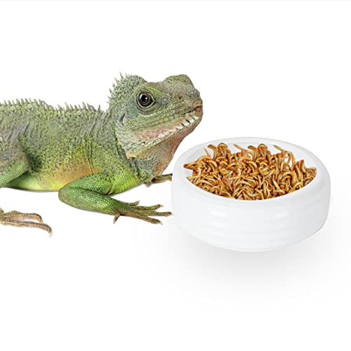 Reptile Food Bowls -Ceramic Round Reptile Water Food Dish, Pet Food Bowl for Lizards, Small Snakes, Young Bearded Dragons, Gecko Tortoise Spider (White, Large-1Pack)