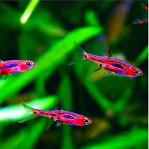 Chili Rasbora Live Fish Juveniles - Pack of 10 Fish - Live Freshwater Aquarium Chili Rasbora Fish