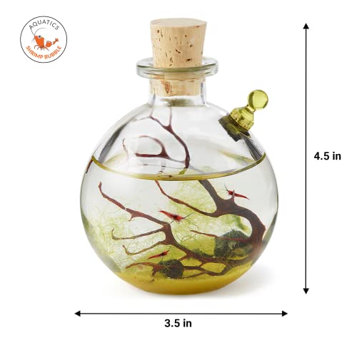 Shrimp Bubble Self-Sustaining Ecosystem - Natural. Contains Live Opae Ula Shrimp