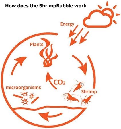 Shrimp Bubble Self-Sustaining Ecosystem - Natural. Contains Live Opae Ula Shrimp