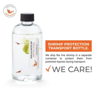 Shrimp Bubble Self-Sustaining Ecosystem - Natural. Contains Live Opae Ula Shrimp