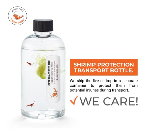 Shrimp Bubble Self-Sustaining Ecosystem - Natural. Contains Live Opae Ula Shrimp