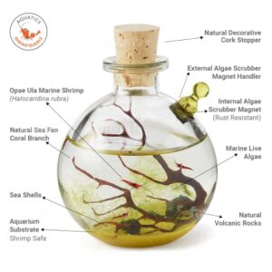 Shrimp Bubble Self-Sustaining Ecosystem - Natural. Contains Live Opae Ula Shrimp