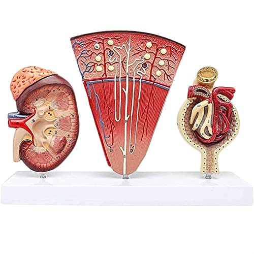 DEIOVR Human Model for Anatomy, Human Kidney Anatomical Model, Nephron Glomerulus Anatomy Medical Study Kits Human Life Size Model for Medical Teaching