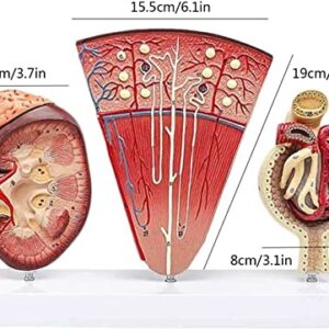 DEIOVR Human Model for Anatomy, Human Kidney Anatomical Model, Nephron Glomerulus Anatomy Medical Study Kits Human Life Size Model for Medical Teaching