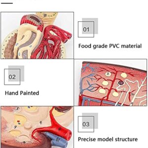 DEIOVR Human Model for Anatomy, Human Kidney Anatomical Model, Nephron Glomerulus Anatomy Medical Study Kits Human Life Size Model for Medical Teaching