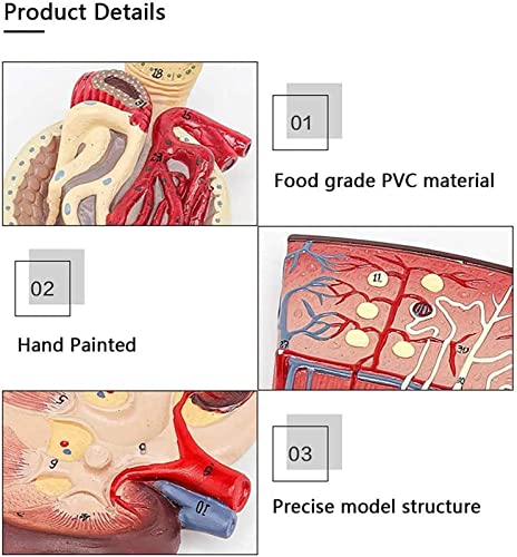 DEIOVR Human Model for Anatomy, Human Kidney Anatomical Model, Nephron Glomerulus Anatomy Medical Study Kits Human Life Size Model for Medical Teaching