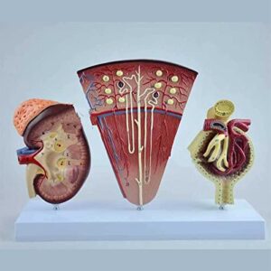 DEIOVR Human Model for Anatomy, Human Kidney Anatomical Model, Nephron Glomerulus Anatomy Medical Study Kits Human Life Size Model for Medical Teaching