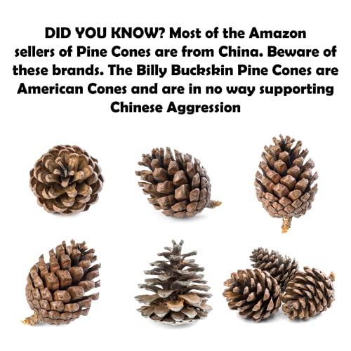20 PineCones 3" to 4" Tall, Bulk Package in a Protective Box, Bug Free, All Natural, UNSCENTED, Perfect for Crafts, Christmas Trees, Firelighting, by Billy Buckskin Co.
