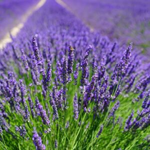 english lavender seeds (600+ heirloom seeds - vera true lavender) (english lavender (1-pack of 600 seeds))