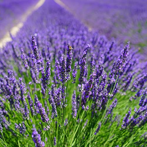 English Lavender Seeds (600+ Heirloom Seeds - Vera True Lavender) (English Lavender (1-Pack of 600 Seeds))