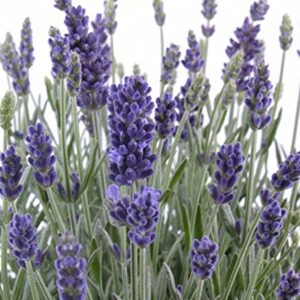 English Lavender Seeds (600+ Heirloom Seeds - Vera True Lavender) (English Lavender (1-Pack of 600 Seeds))