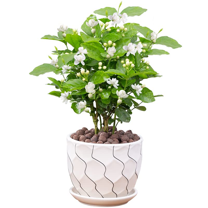 Jasmine Living Seedling Fragrant Plant Grown Green Tea Perennial Garden Indoor Bonsai Plant No Experience Required Easy to Grow (No Pot Include)