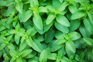 300+ mint seeds for planting heirloom non-gmo herb variety for culinary and tea drink