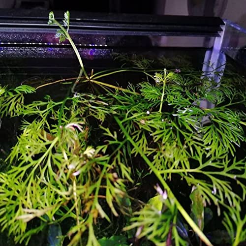 Greenpro | Water Sprite Potted Easy Live Aquarium Plants for Fish Tank Decoration Freshwater