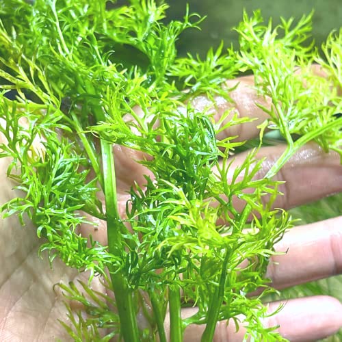 Greenpro | Water Sprite Potted Easy Live Aquarium Plants for Fish Tank Decoration Freshwater