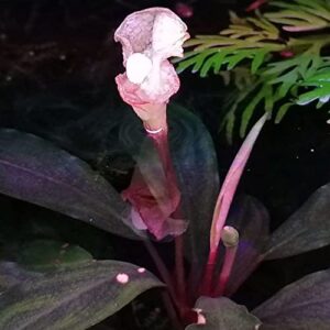 Planterest - Water Sprite Potted Flower Live Aquarium Plant Tropical Freshwater Decorations BUY2GET1FREE