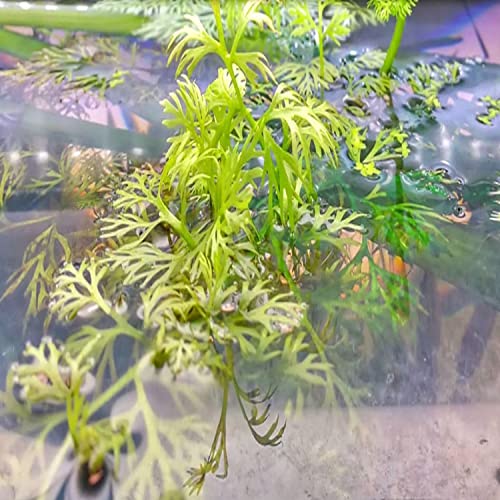 Planterest - Water Sprite Potted Flower Live Aquarium Plant Tropical Freshwater Decorations BUY2GET1FREE