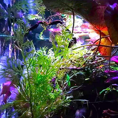 Planterest - Water Sprite Potted Flower Live Aquarium Plant Tropical Freshwater Decorations BUY2GET1FREE