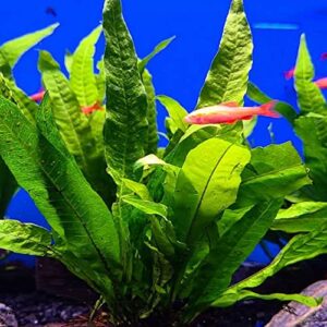 Planterest - Java Fern 1/2 Mat Medium Microsorium Pteropus US Grow Live Aquarium Plant Tropical Freshwater Decorations BUY2GET1FREE