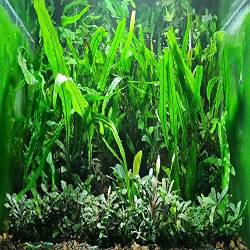 Planterest - Java Fern 1/2 Mat Medium Microsorium Pteropus US Grow Live Aquarium Plant Tropical Freshwater Decorations BUY2GET1FREE